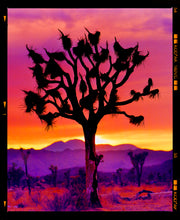 Load image into Gallery viewer, Joshua Tree Mojave Desert California sunset photograph by Richard Heeps