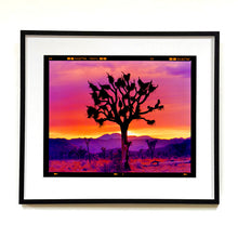 Load image into Gallery viewer, Joshua Tree Landscape, Mojave Desert, California, 2002