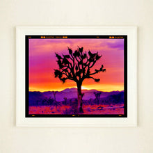 Load image into Gallery viewer, Joshua Tree Landscape, Mojave Desert, California, 2002