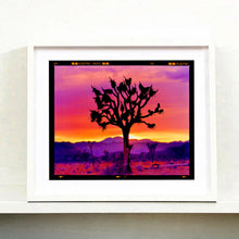 Load image into Gallery viewer, Joshua Tree Landscape, Mojave Desert, California, 2002