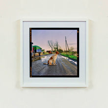 Load image into Gallery viewer, White framed photograph by Richard Heeps. A brown and white patched/speckled dog sits in the middle of Fenland road. Farmers trucks and vehicles are strewn next to the road on the right hand side.