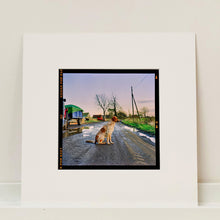 Load image into Gallery viewer, Mounted photograph by Richard Heeps. A brown and white patched/speckled dog sits in the middle of Fenland road. Farmers trucks and vehicles are strewn next to the road on the right hand side.