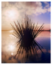 Load image into Gallery viewer, Photograph by Richard Heeps. A tussock is central to this photograph, black and reflected black into the fenland water below. The sky behind is dusky and atmospheric.