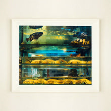 Load image into Gallery viewer, White mounted photograph by Richard Heeps. Wet market fish tank filled with blue green and yellow fish, in a Hong Kong street.