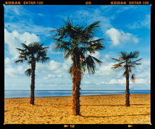 Load image into Gallery viewer, Photograph by Richard Heeps.  Three palm trees on the beach at Clacton-on-Sea with shadows cast by the early evening light.