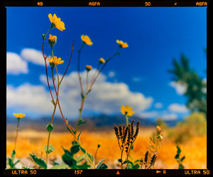 American landscape photograph of yellow flowers against a blue sky at Hell's Gate in Death Valley.