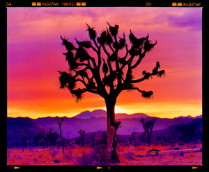 Joshua Tree Landscape, Mojave Desert, California, 2002