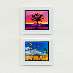 Joshua Tree Landscape, Mojave Desert, California, 2002