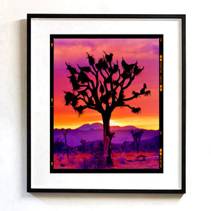 Joshua Tree Mojave Desert California sunset photograph by Richard Heeps framed in black