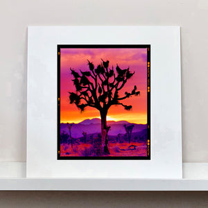 Joshua Tree Mojave Desert California sunset photograph by Richard Heeps mounted square