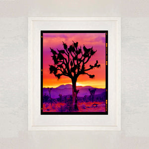 Joshua Tree Mojave Desert California sunset photograph by Richard Heeps framed in white