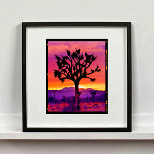 Joshua Tree Mojave Desert California sunset photograph by Richard Heeps mounted square framed in black