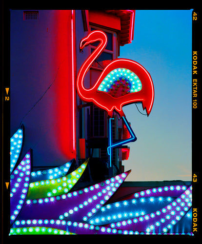 Neon Flamingo, Norfolk, 2022