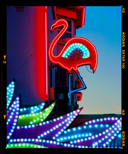 Neon Flamingo, Norfolk, 2022