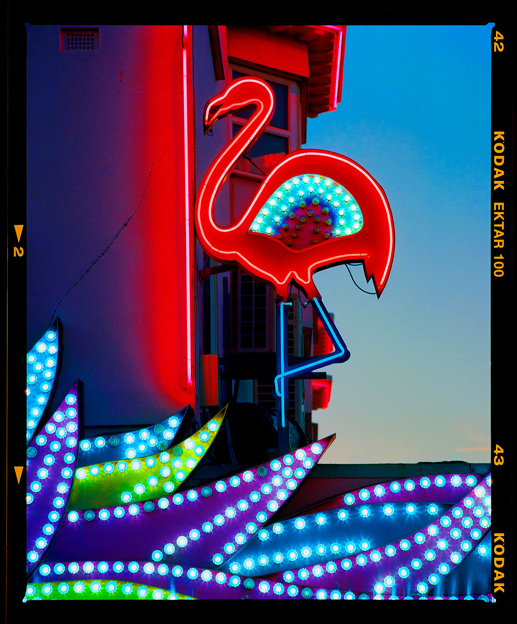 Neon Flamingo, Norfolk, 2022