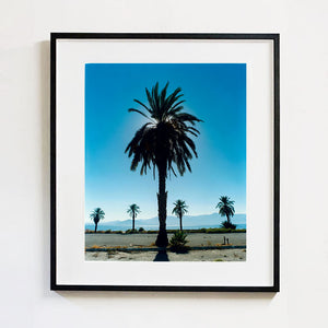 Palm Tree silhouette against blue California sky Salton Sea black frame photograph by Richard Heeps