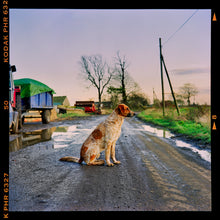 Load image into Gallery viewer, Photograph by Richard Heeps. A brown and white patched/speckled dog sits in the middle of Fenland road. Farmers trucks and vehicles are strewn next to the road on the right hand side.