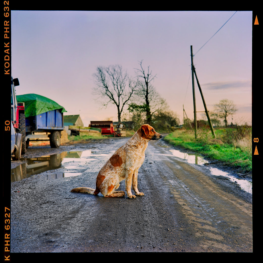 Photograph by Richard Heeps. A brown and white patched/speckled dog sits in the middle of Fenland road. Farmers trucks and vehicles are strewn next to the road on the right hand side.