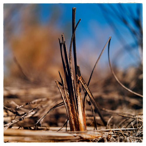 Photograph by Richard Heeps. Photograph of a distinct reed tuft sticking out of a blurred reed bed. A summer blue sky is also blurred behind and the image is bathed in summer sun.
