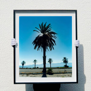 Palm Tree silhouette against blue California sky Salton Sea large black frame photograph by Richard Heeps