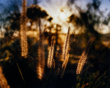 Load image into Gallery viewer, Photograph by Richard Heeps. Cotton top grass is captured with the early sunrise filtering through it. The photograph is in neutral tones.