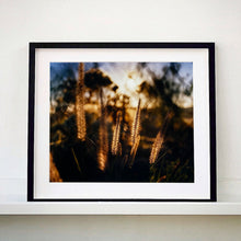 Load image into Gallery viewer, Black framed photograph by Richard Heeps. Cotton top grass is captured with the early sunrise filtering through it. The photograph is in neutral tones.