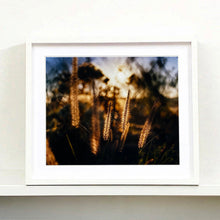 Load image into Gallery viewer, White framed photograph by Richard Heeps. Cotton top grass is captured with the early sunrise filtering through it. The photograph is in neutral tones.