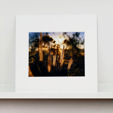 Load image into Gallery viewer, Mounted photograph by Richard Heeps. Cotton top grass is captured with the early sunrise filtering through it. The photograph is in neutral tones.