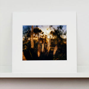 Mounted photograph by Richard Heeps. Cotton top grass is captured with the early sunrise filtering through it. The photograph is in neutral tones.