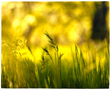 Load image into Gallery viewer, Photograph by Richard Heeps. Green grasses sit in a yellow sunlight haze.