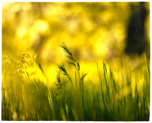 Photograph by Richard Heeps. Green grasses sit in a yellow sunlight haze.