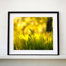 Load image into Gallery viewer, Black framed photograph by Richard Heeps. Green grasses sit in a yellow sunlight haze.