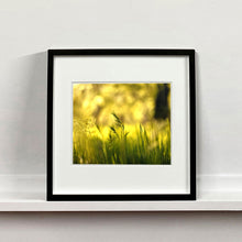 Load image into Gallery viewer, Black framed photograph by Richard Heeps. Green grasses sit in a yellow sunlight haze.