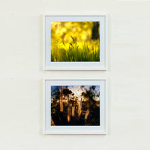 Load image into Gallery viewer, Two photographs by Richard Heeps. The top photograph is one of green grasses sitting in a yellow sunlight haze.  The bottom photograph depicts cotton top grasses sitting in a brown/golden hazy sunset.