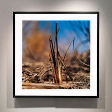 Load image into Gallery viewer, Black framed photograph by Richard Heeps. Photograph of a distinct reed tuft sticking out of a blurred reed bed. A summer blue sky is also blurred behind and the image is bathed in summer sun.