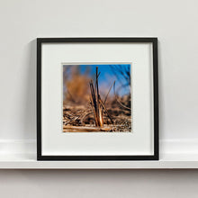 Load image into Gallery viewer, Black framed photograph by Richard Heeps. Photograph of a distinct reed tuft sticking out of a blurred reed bed. A summer blue sky is also blurred behind and the image is bathed in summer sun.