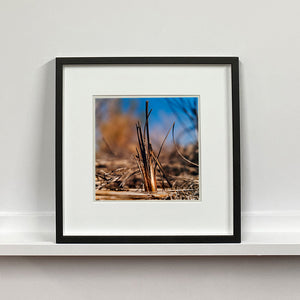 Black framed photograph by Richard Heeps. Photograph of a distinct reed tuft sticking out of a blurred reed bed. A summer blue sky is also blurred behind and the image is bathed in summer sun.