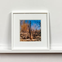 Load image into Gallery viewer, White framed photograph by Richard Heeps. Photograph of a distinct reed tuft sticking out of a blurred reed bed. A summer blue sky is also blurred behind and the image is bathed in summer sun.
