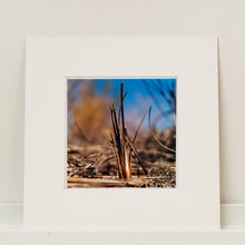 Load image into Gallery viewer, Mounted photograph by Richard Heeps. Photograph of a distinct reed tuft sticking out of a blurred reed bed. A summer blue sky is also blurred behind and the image is bathed in summer sun.