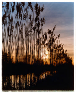 Photograph by Richard Heeps. Reeds stand tall and reflect down onto the water with a setting sun behind them.