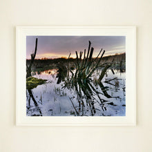 Load image into Gallery viewer, White frame photograph by Richard Heeps. Photograph of cut down, lichen clad branches poking out of the flooded fen field. The branches are strikingly dark and create dark reflections with a golden sunset in the background.