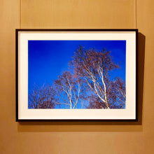 Load image into Gallery viewer, Black framed photograph by Richard Heeps. This photograph is looking up at the tops of four leafless silver birches against a deep blue autumn sky.