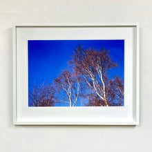Load image into Gallery viewer, White framed photograph by Richard Heeps. This photograph is looking up at the tops of four leafless silver birches against a deep blue autumn sky.