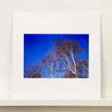 Load image into Gallery viewer, Mounted photograph by Richard Heeps. This photograph is looking up at the tops of four leafless silver birches against a deep blue autumn sky.