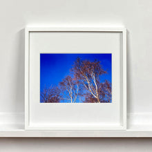 Load image into Gallery viewer, White framed photograph by Richard Heeps. This photograph is looking up at the tops of four leafless silver birches against a deep blue autumn sky.