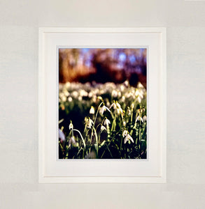 White framed photograph by Richard Heeps. Snow drops appear clearly close up and then out of focus in the distance. The sky is out of focus browns and goldens.