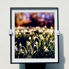 Load image into Gallery viewer, Photograph held by photographer Richard Heeps. Snow drops appear clearly close up and then out of focus in the distance. The sky is out of focus browns and goldens.