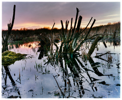 Photograph by Richard Heeps. Photograph of cut down, lichen clad branches poking out of the flooded fen field. The branches are strikingly dark and create dark reflections with a golden sunset in the background.