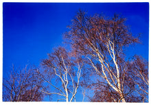 Load image into Gallery viewer, Photograph by Richard Heeps. This photograph is looking up at the tops of four leafless silver birches against a deep blue autumn sky.