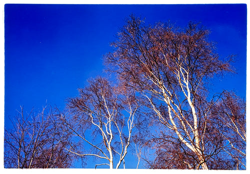 Photograph by Richard Heeps. This photograph is looking up at the tops of four leafless silver birches against a deep blue autumn sky.